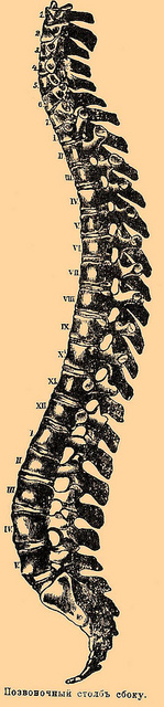spine